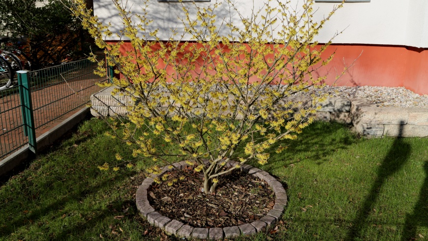 Hamamelis-Blüte