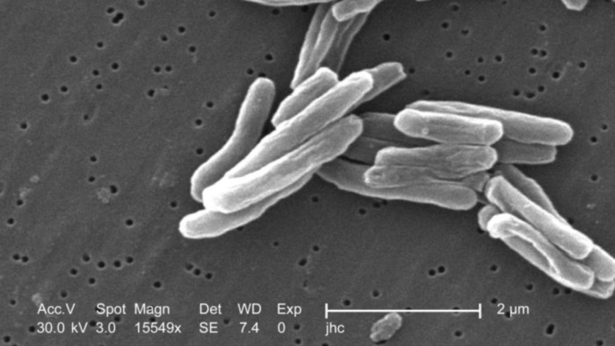 Tuberkelbakterien