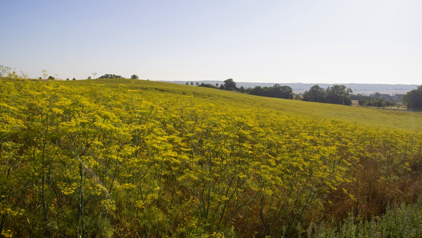 Regionaler Bioanbau