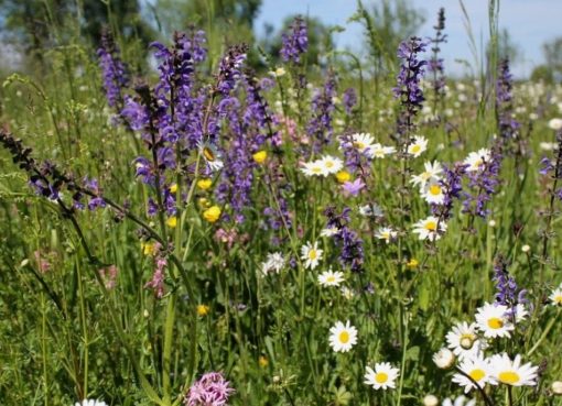 Naturnahe blühende Wiesenfläche