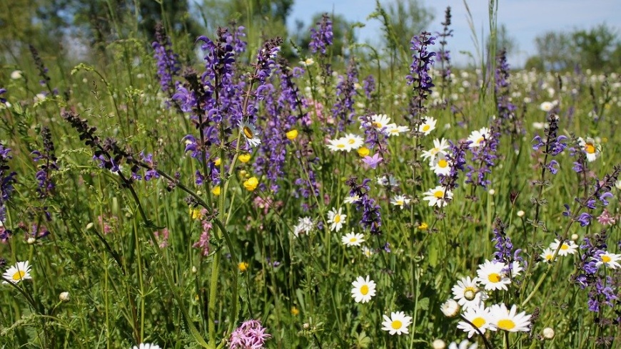 Naturnahe blühende Wiesenfläche