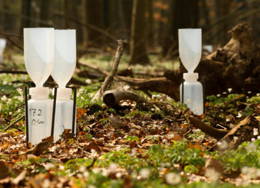 TERENO-PROJEKT, Untersuchungsstandort "Hohes Holz", Installation und Ausbringung von Regensammlern in einem Waldstück