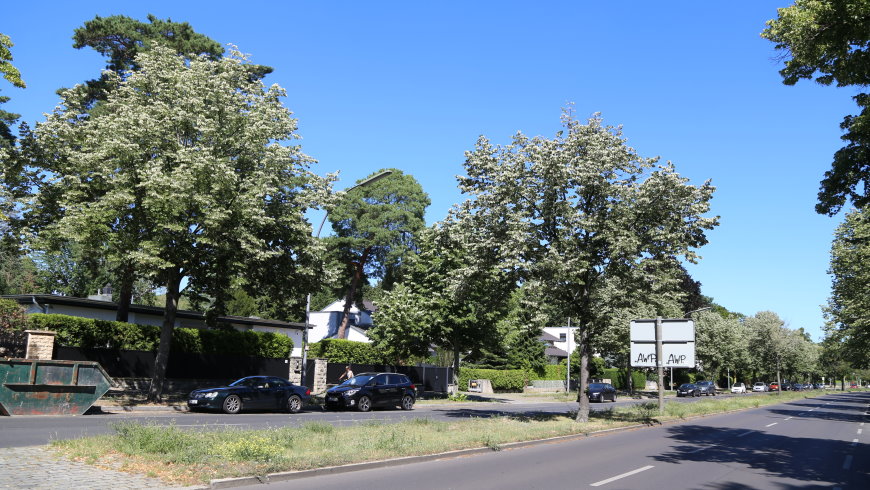 Linden in der Lindenthaler Allee