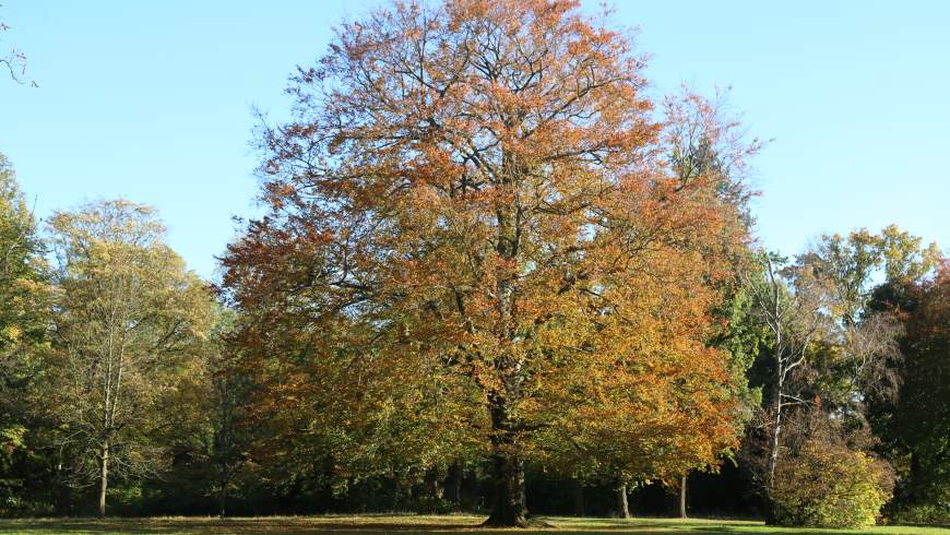 Rotbuche (Fagus sylvatica) f. purpurea