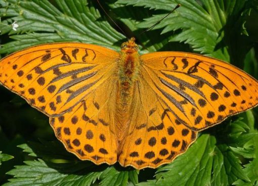 Kaisermantel (Argynnis paphia)