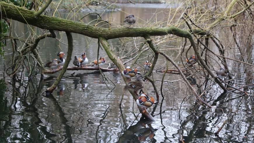 Mandarinenten (Aix galericulata)