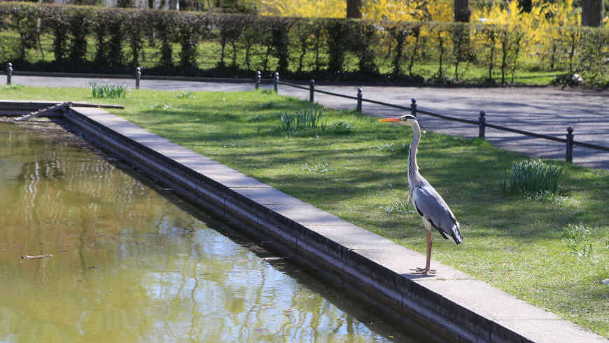 Reiher im Lilienthal Park in Lichterfelde Süd