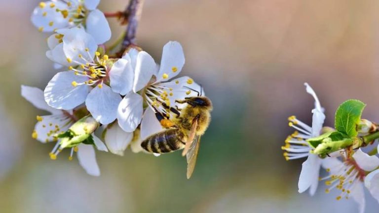 Apfelblüten mit Honigbiene