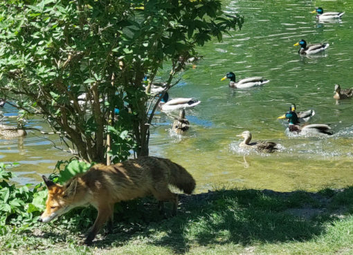 Rotfuchs sucht nach Futter am Ententeich im Lankwitzer Gemeindepark