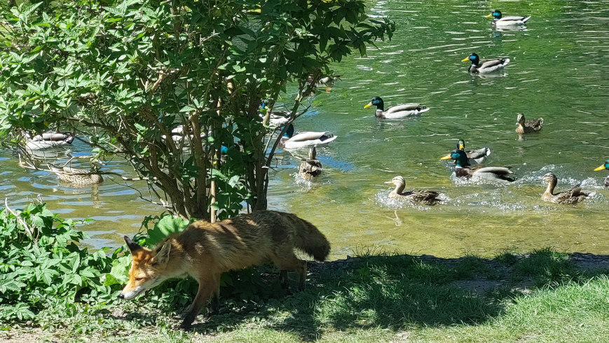 Rotfuchs sucht nach Futter am Ententeich im Lankwitzer Gemeindepark