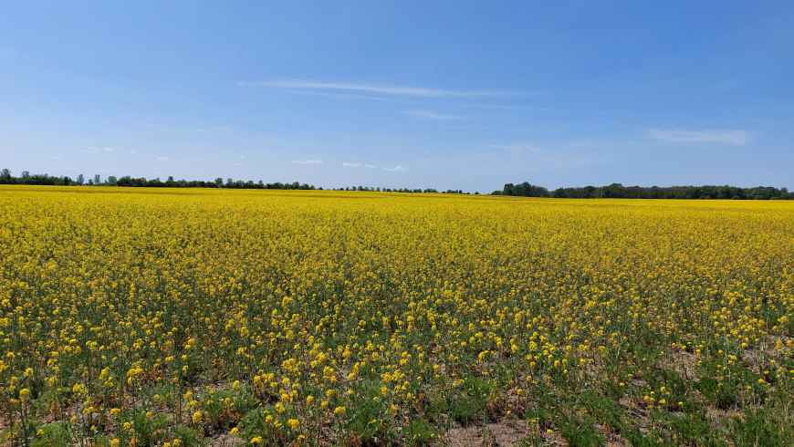 Blühendes Rapsfeld am Mauerweg im Süden von Berlin