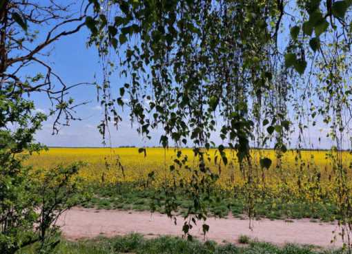 Rapsfeld zwischen Lichterfelde und Marienfelde