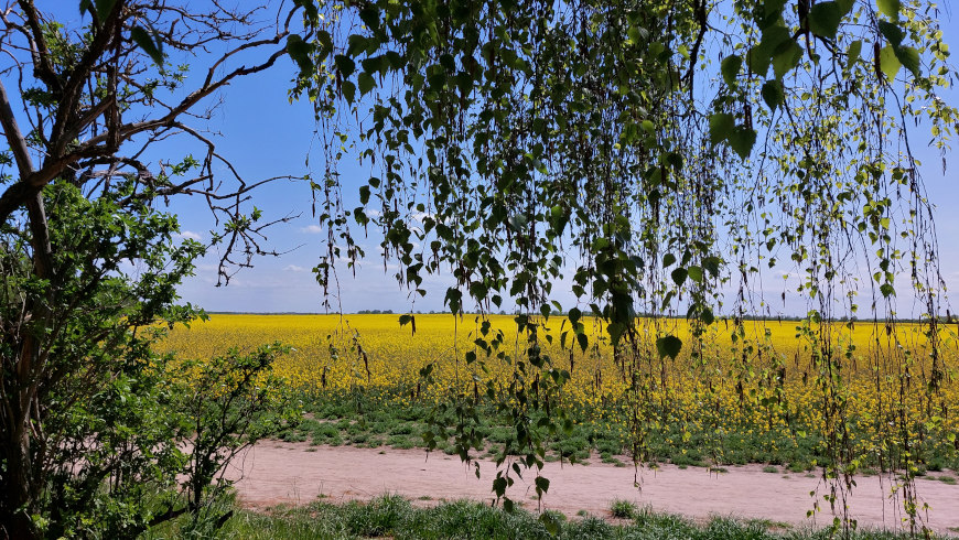 Rapsfeld zwischen Lichterfelde und Marienfelde