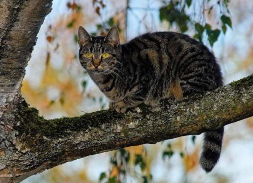 Katze lauert auf einem Baum