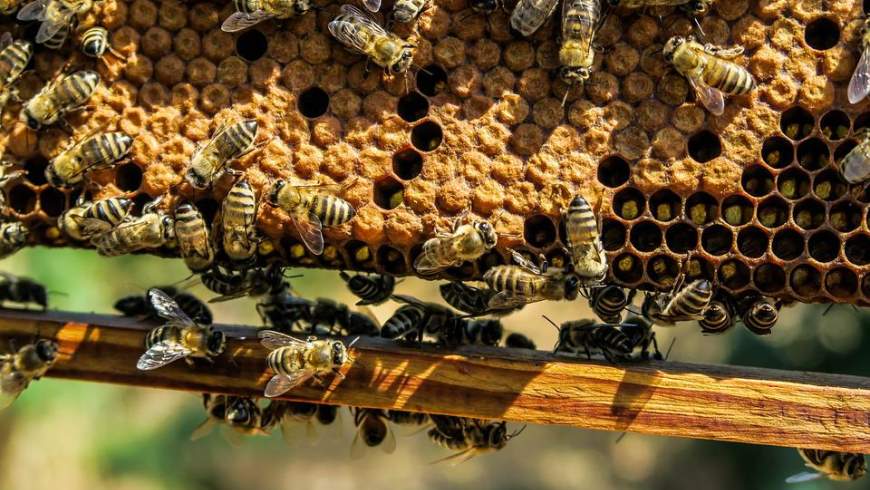 Honigbienen mit Bienenwaben