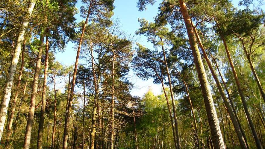 Birken-Kiefern-Wald