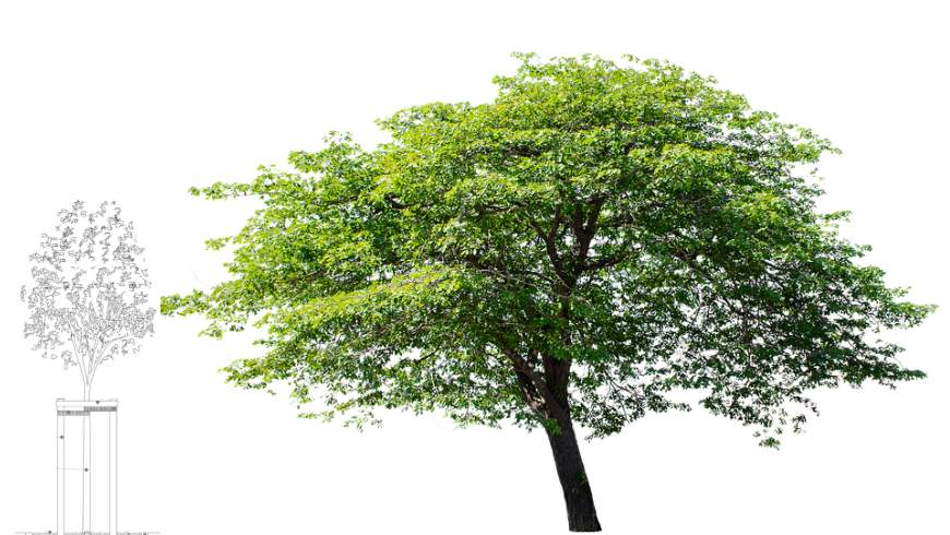 Baumkronenvolumen und Klimabilanz