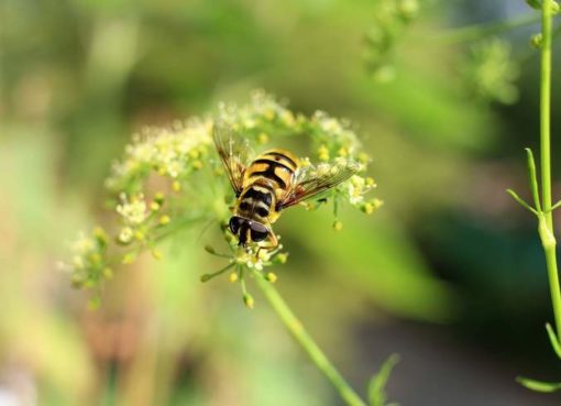 Petersilie (Petroselinum crispum) - Blütenstand