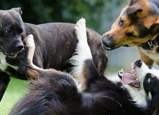 Spielende Hunde