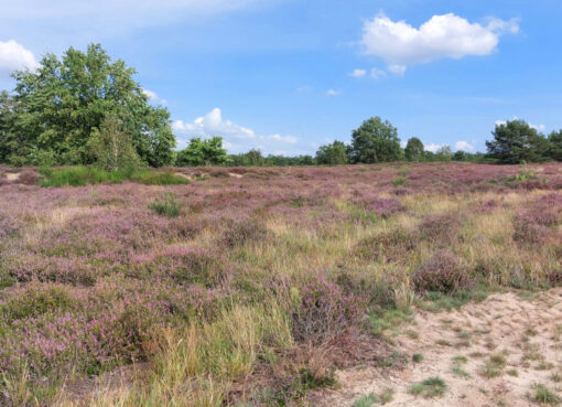 Die Döberitzer Heide blüht