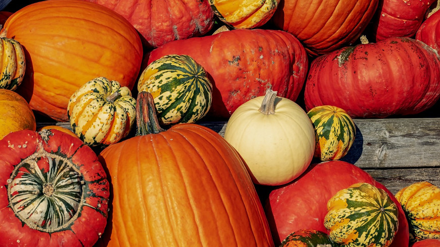 Im Herbst werden Kürbisse reif.