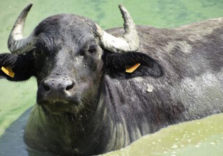 Wasserbüffel