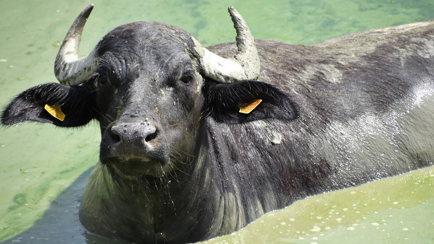 Wasserbüffel