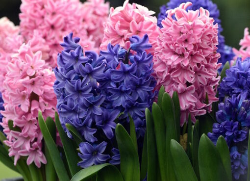 Hyazinthen ( Hyacinthus orientalis )