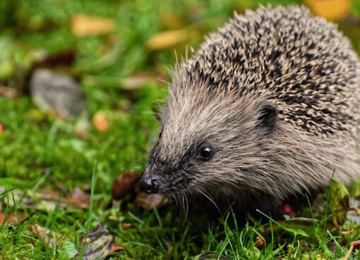 Igel