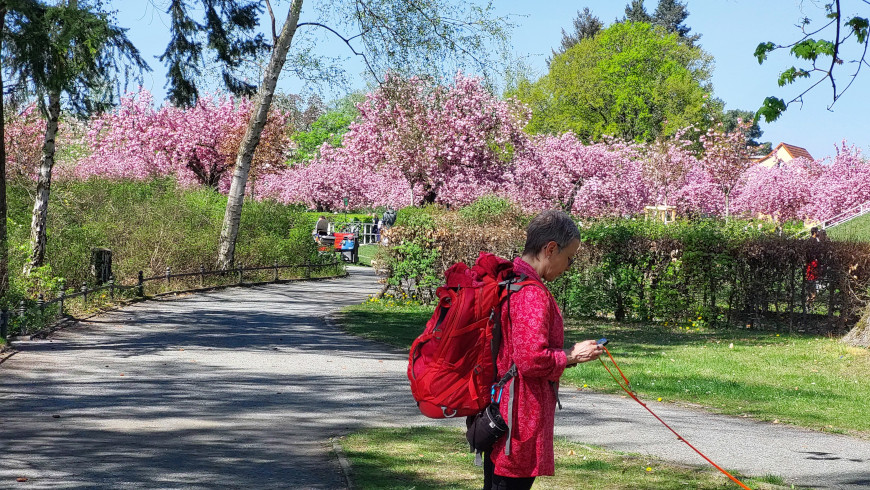 Lilienthal-Park in Lichterfelde in Kirschblütenpracht