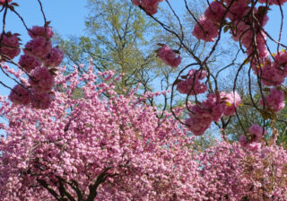 Opulente rosa Kirschblüten in Lichterfelde Süd