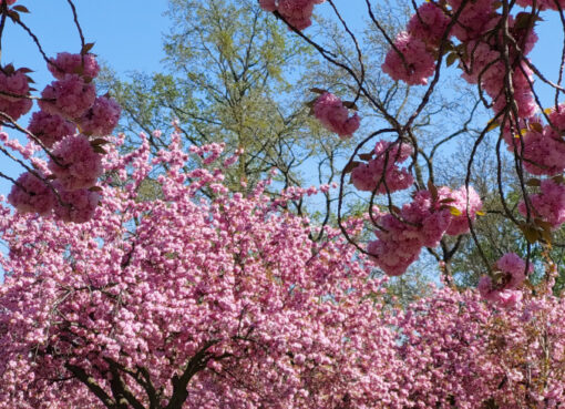 Opulente rosa Kirschblüten in Lichterfelde Süd