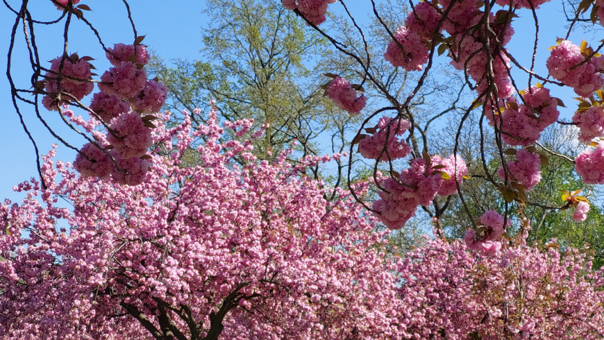 Opulente rosa Kirschblüten in Lichterfelde Süd