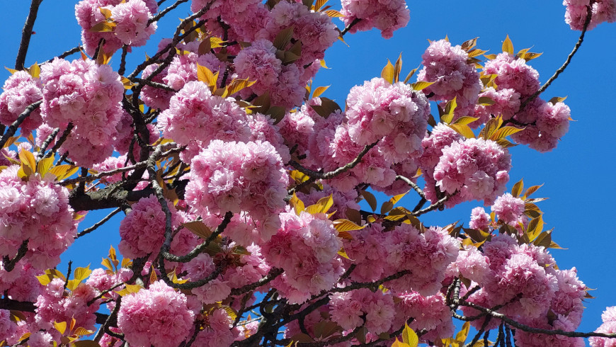 Japanische Kirschblüten sind Frühlingsboten