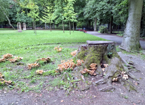 Baumstumpf einer Buche