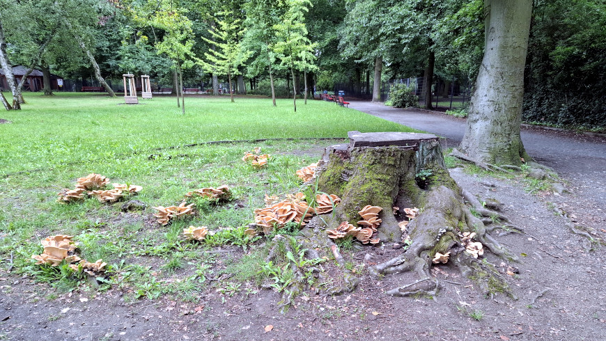 Baumstumpf einer Buche