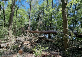 Wald mit Sturmschaden