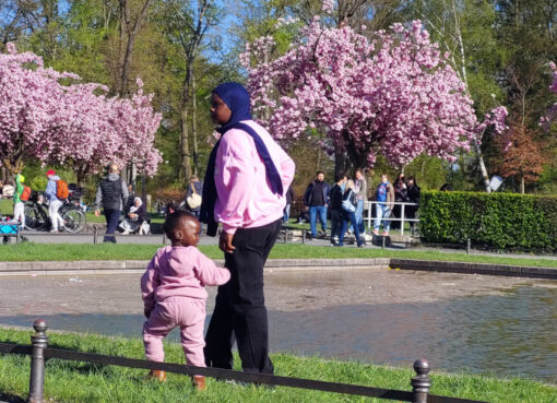 Kirschblütenzeit in Lichterfelde