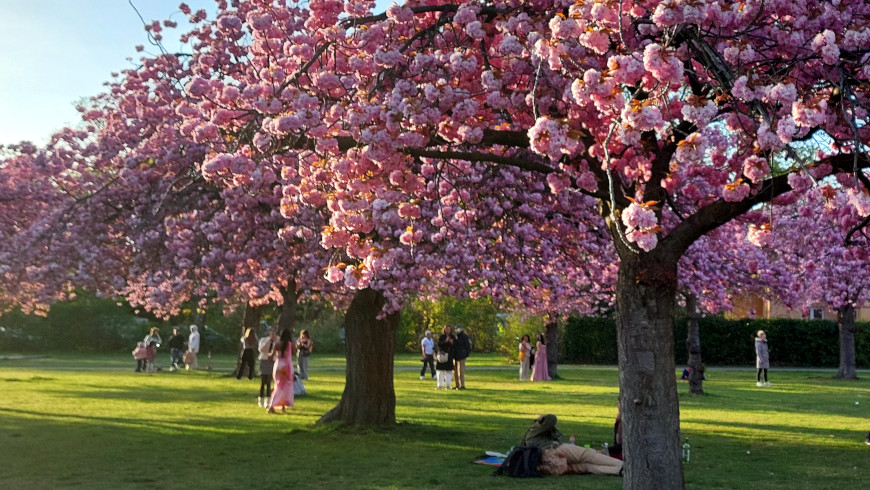 Kirschblütenzeit in Lichterfelde